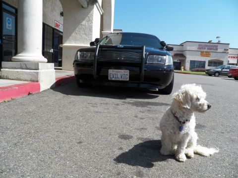 2003 Ford Crown Victoria - Small white dog poses by a black sedan's front grille guard at a strip-mall curb