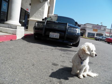 2003 Ford Crown Victoria - Front three-quarter of a black sedan with push bar and EVIL VIC plate, white dog on the pavement