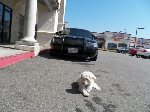 2003 Ford Crown Victoria - Black sedan with grille guard and EVIL VIC plate parked at curb, white dog lying in the foreground