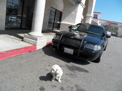 2003 Ford Crown Victoria - Angled front view of a black sedan with push-bar guard and EVIL VIC plate, small white dog nearby