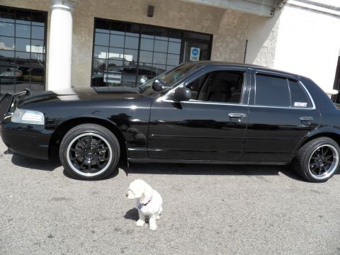 2003 Ford Crown Victoria - Profile of a lowered black sedan with dark tint and black wheels, small white dog seated alongside