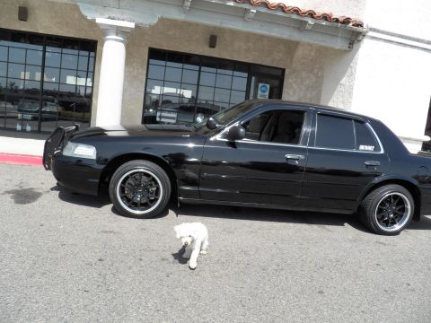 2003 Ford Crown Victoria - Driver-side view of a black full-size sedan on aftermarket wheels with a white dog on the pavement