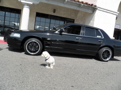 2003 Ford Crown Victoria - Profile of a lowered black sedan on black aftermarket wheels with a small white dog seated nearby