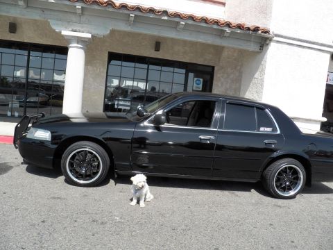 2003 Ford Crown Victoria - Black sedan on dark staggered wheels at a Spanish-tile storefront, small white dog seated nearby.