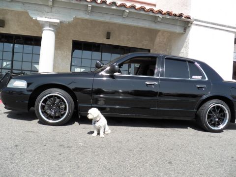 2003 Ford Crown Victoria - Profile of a glossy black sedan with smoked windows; a small white dog sits at the curb.