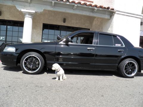 2003 Ford Crown Victoria - Lowered black sedan on black-and-machined wheels; a white dog stands beside the rear door.