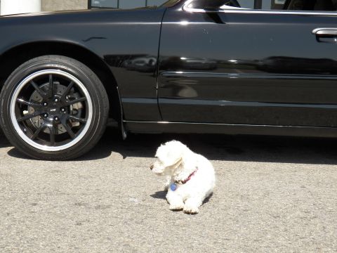 2003 Ford Crown Victoria - Detail of a black sedan's machined-lip wheel; a white dog rests on the pavement nearby.