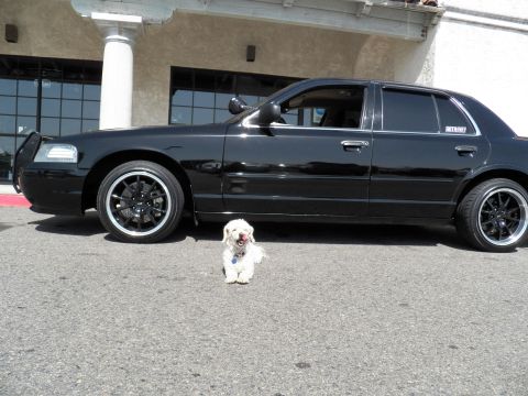 2003 Ford Crown Victoria - Black sedan on staggered wheels at a tile-roof building; a small white dog stands in front.
