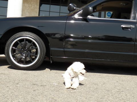 2003 Ford Crown Victoria - Front fender and dark wheel of a black sedan; a white dog sits on the lot below.