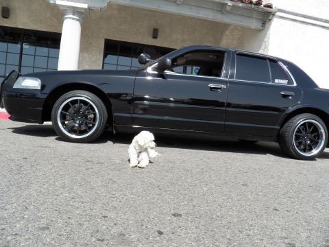 2003 Ford Crown Victoria - Side view of a glossy black sedan with tinted glass; a white dog sits at mid-body.