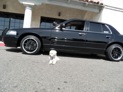 2003 Ford Crown Victoria - Lowered black four-door on dark machined wheels; a small white dog stands beside it.
