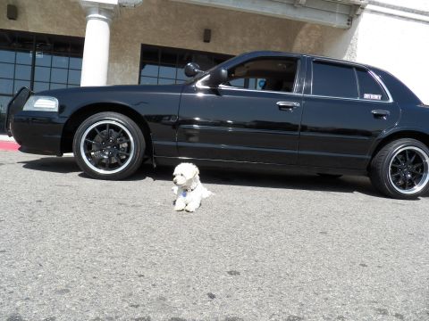 2003 Ford Crown Victoria - Profile of a black sedan on staggered black wheels; a white dog sits in front of it.