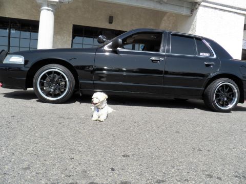 2003 Ford Crown Victoria - Lowered black sedan on machined-lip wheels; a small white dog sits on the pavement.