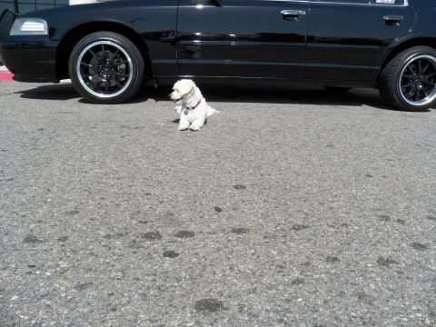 2003 Ford Crown Victoria - Ground-level shot of a black sedan's lower body; a white dog with a tag sits beside it.