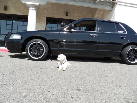 2003 Ford Crown Victoria - Glossy black sedan with tinted glass on dark wheels; a white dog sits in front.
