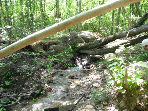 1988 Ford Bronco - A stream flows through a wooded area with fallen trees obstructing the path.