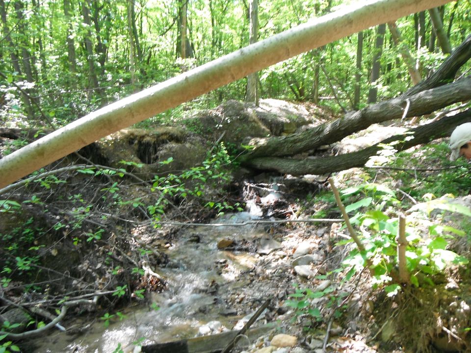 Forest scene with a stream, fallen trees, and a person in a white hat on the right