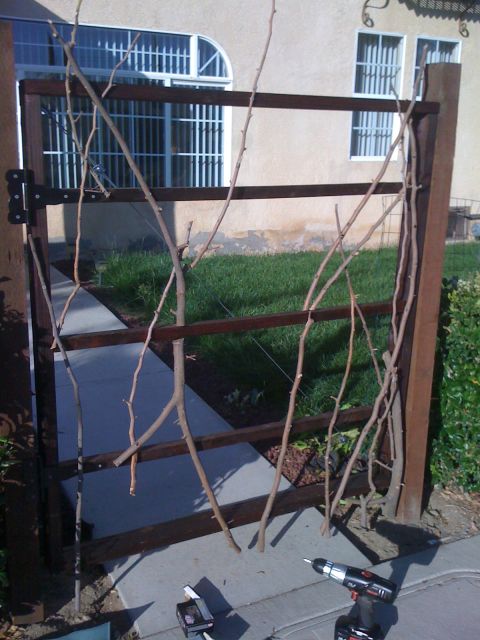 1968 Ford Mustang - A wooden gate is partially covered by branches, with a concrete path and a drill visible on the ground.