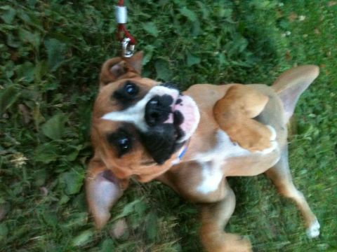 1992 Ford Bronco - A boxer puppy is lying on the grass, looking up at the camera.