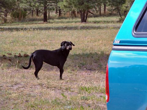 1998 Ford F-150 - Black dog stands in a field next to the rear of a blue truck with a topper. Supermotors.net logo visible.