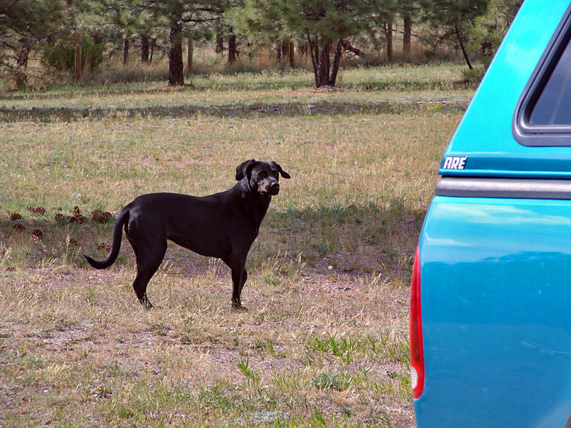 Black dog in grassy field near a blue truck topper with ARE logo. Supermotors.net watermark