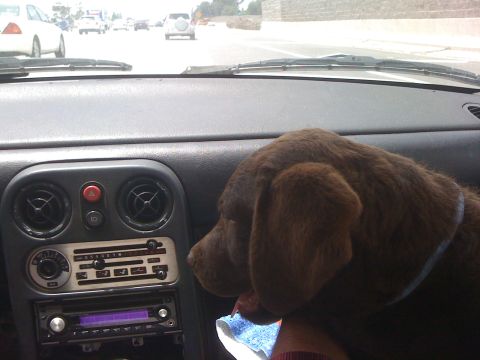 1968 Ford Mustang - A dog rides shotgun, looking out the window of a car with an aftermarket stereo system.