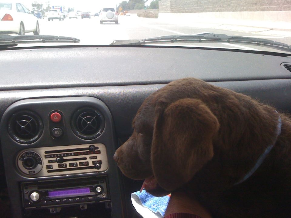 Dog in car interior with aftermarket stereo