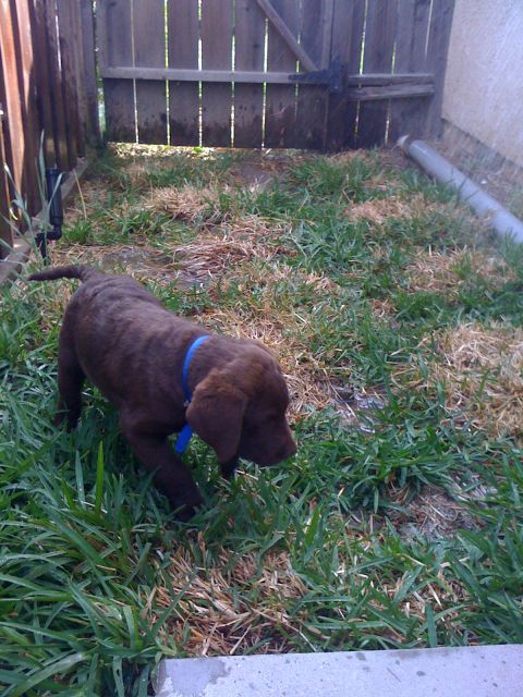 1968 Ford Mustang - A young brown puppy explores a grassy backyard area with a wooden fence in the background.