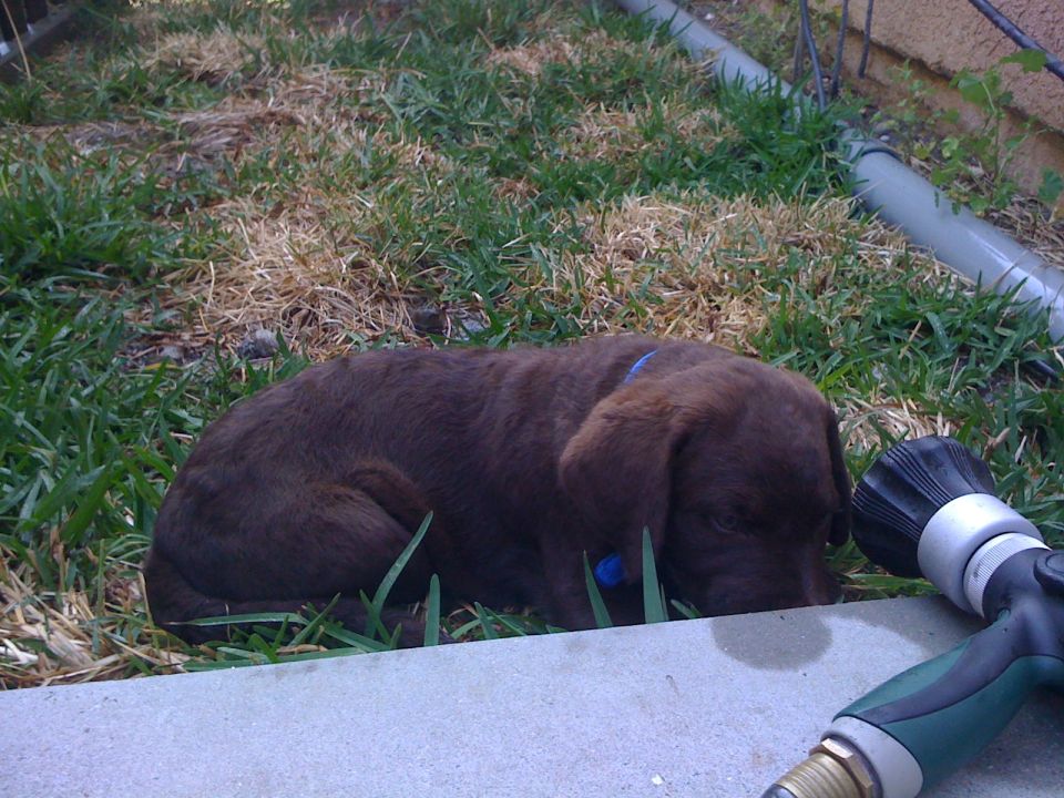 Brown puppy sleeping on grass next to a hose nozzle
