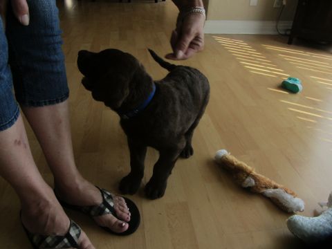 1968 Ford Mustang - A young chocolate labrador puppy is playing indoors with toys and people.