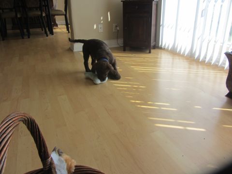 1968 Ford Mustang - A young dog plays indoors with a toy, illuminated by sunlight.