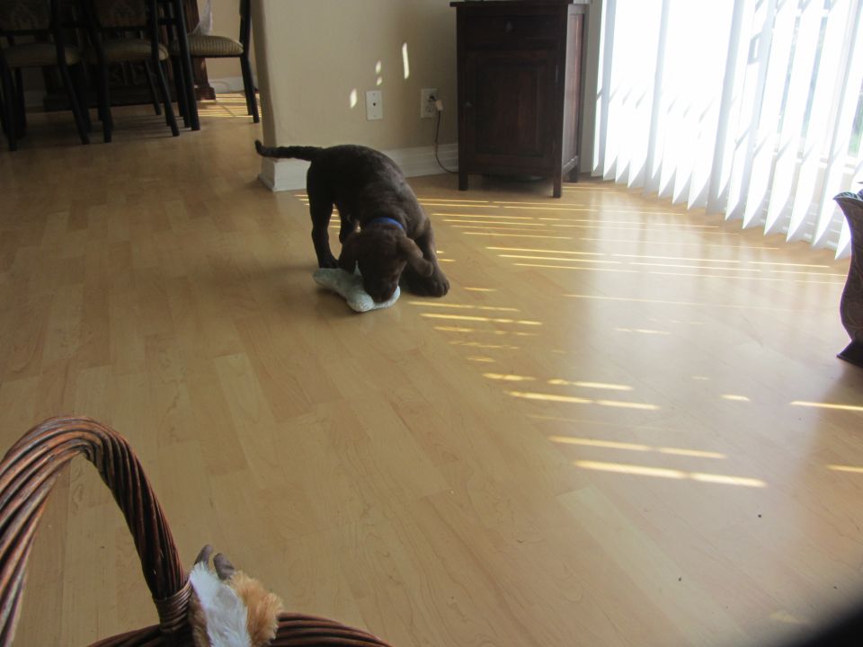 Brown puppy chewing on a light-colored toy on a wood floor. Sunlight streams through blinds