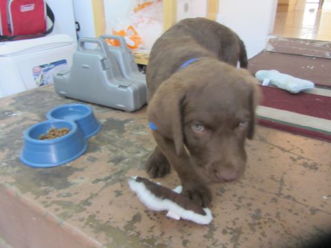 1968 Ford Mustang - A young chocolate labrador puppy stands on a worn wooden surface, holding a stuffed toy near its food bowls.