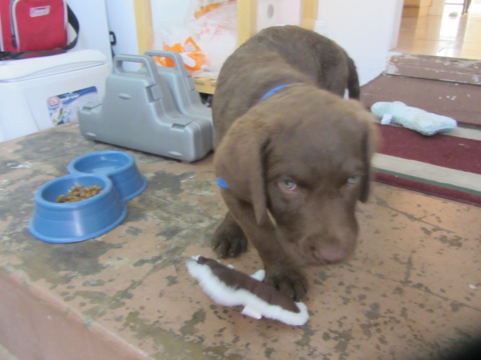 Chocolate labrador puppy with blue collar and blue bands on legs, holding a stuffed toy