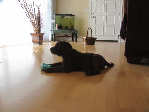 1968 Ford Mustang - A young chocolate Labrador retriever rests on a wooden floor with a chew toy between its paws.