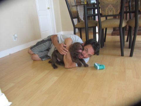 1968 Ford Mustang - A man wrestles playfully with a young chocolate lab puppy on a wooden floor.