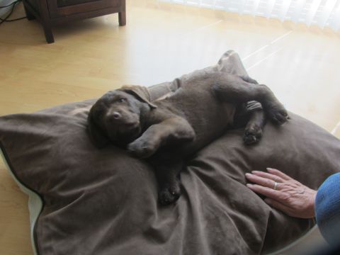 1968 Ford Mustang - A young chocolate labrador puppy rests comfortably on a large brown cushion indoors.