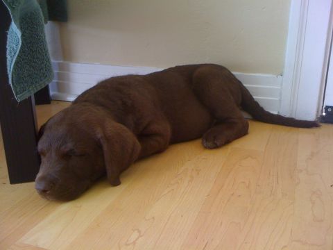 1968 Ford Mustang - A young chocolate Labrador retriever naps peacefully on a light wood floor, resting its head against a dark table leg.