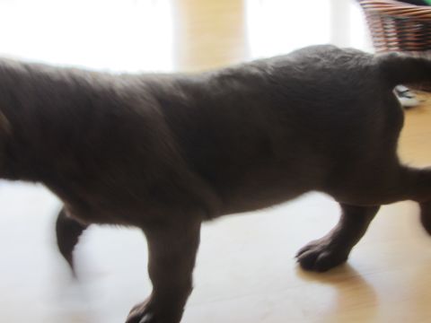 1968 Ford Mustang - A brown dog is captured mid-stride on a light-colored wooden floor.