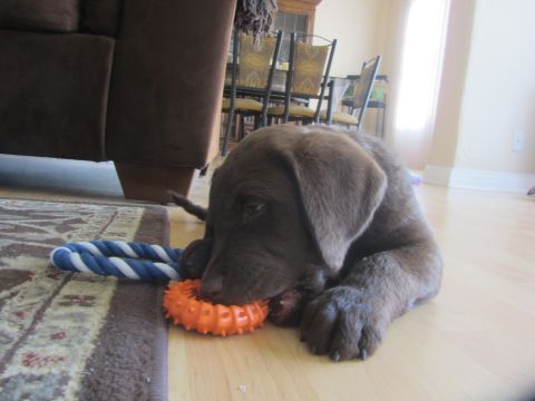 1968 Ford Mustang - A young chocolate Labrador retriever is playing with two toys indoors.
