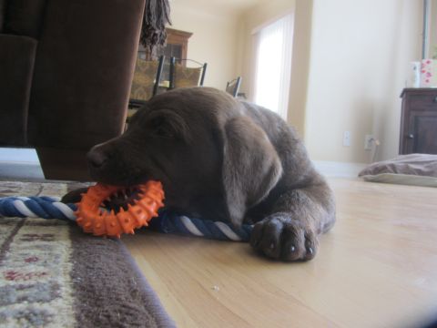 1968 Ford Mustang - A young chocolate labrador puppy rests indoors with a chew toy.