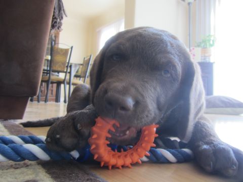 1968 Ford Mustang - A young chocolate Labrador retriever puppy enthusiastically chews on a spiky orange toy.