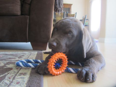 1968 Ford Mustang - Puppy plays with a toy on the floor next to a couch.