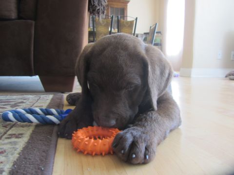 1968 Ford Mustang - A young chocolate labrador puppy plays with an orange toy on a wooden floor.