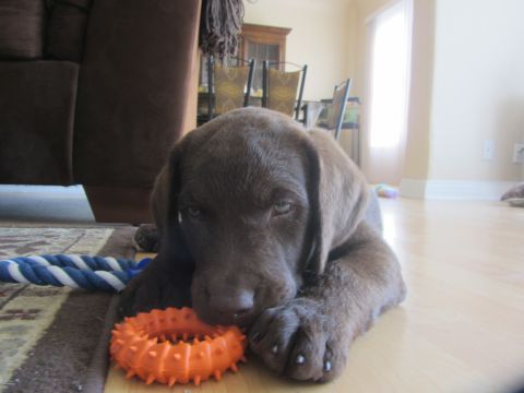 1968 Ford Mustang - A young chocolate labrador puppy rests on a wooden floor next to a blue and white rope toy and an orange spiked ring toy.