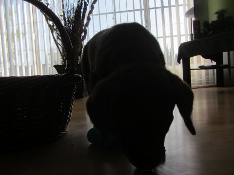 1968 Ford Mustang - Dog playing indoors with a toy, silhouetted against window blinds.