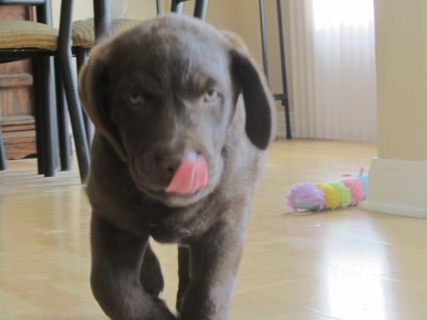 1968 Ford Mustang - A young chocolate lab puppy walks across a wooden floor, licking its nose, with a colorful caterpillar toy nearby.