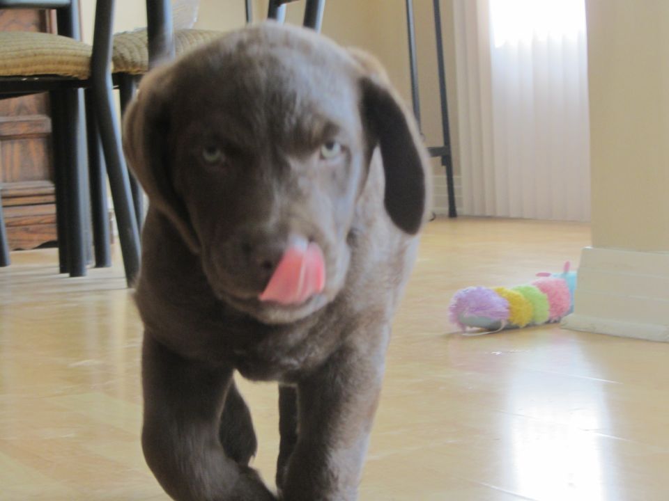 Chocolate lab puppy with tongue out, walking on wood floor. Colorful caterpillar toy in background