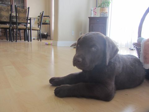 1968 Ford Mustang - A young chocolate labrador puppy rests on a polished wooden floor in a home environment.