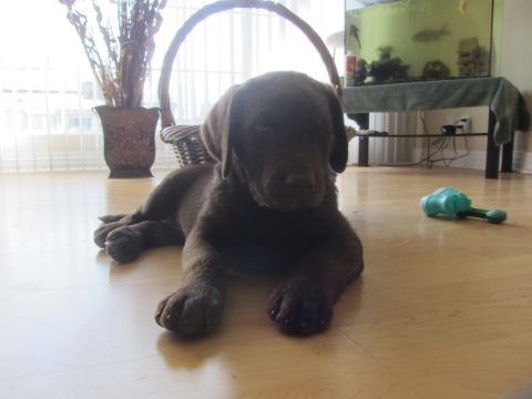 1968 Ford Mustang - A young chocolate labrador puppy rests on a polished wooden floor, with a basket and aquarium in the background.